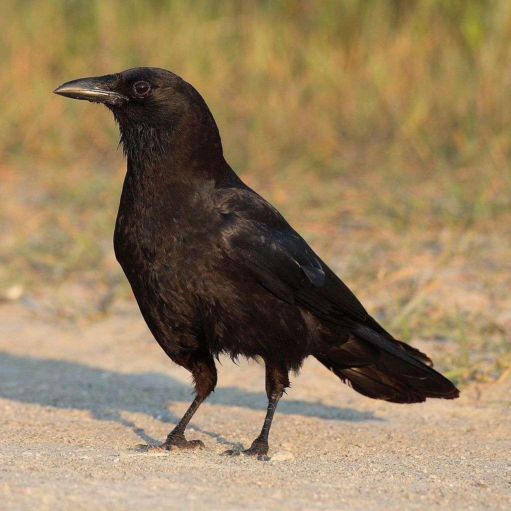 An Actual Crow