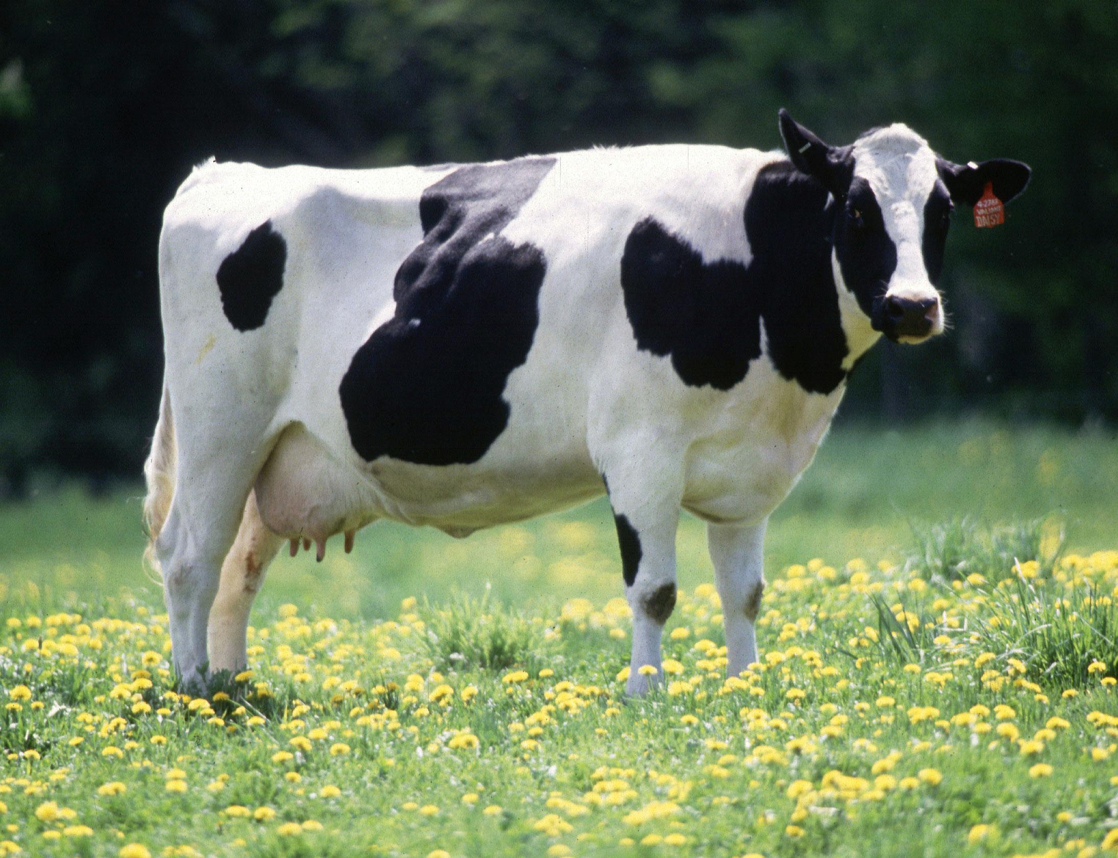 Cow (real life)