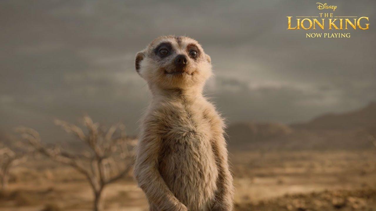 Timon (The Lion King 2019)