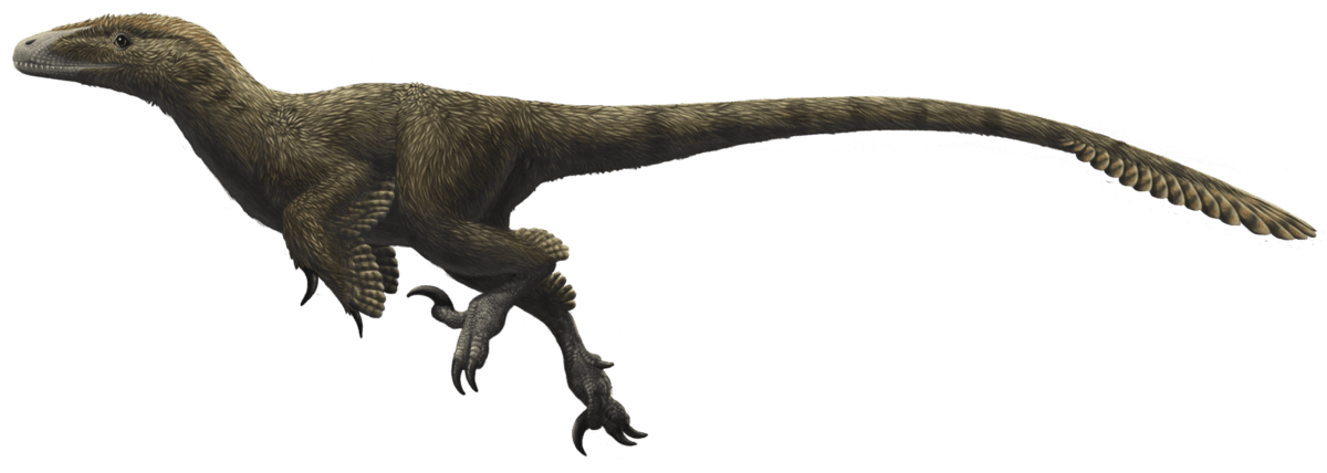 Utahraptor ostromayssorum