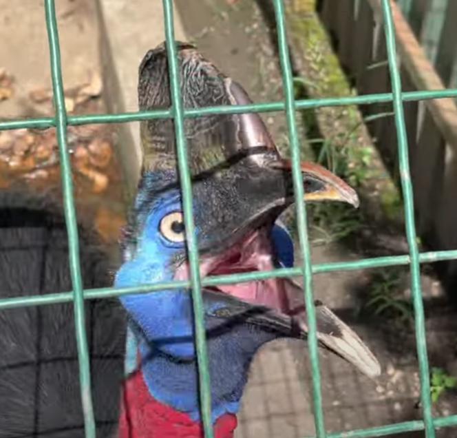 Cassowary