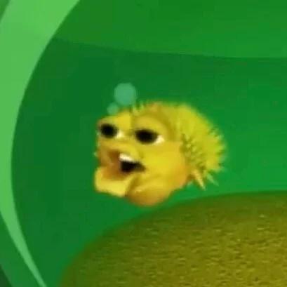 Yellow Singing Pufferfish