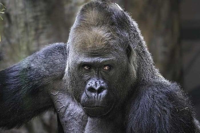 Gorilla