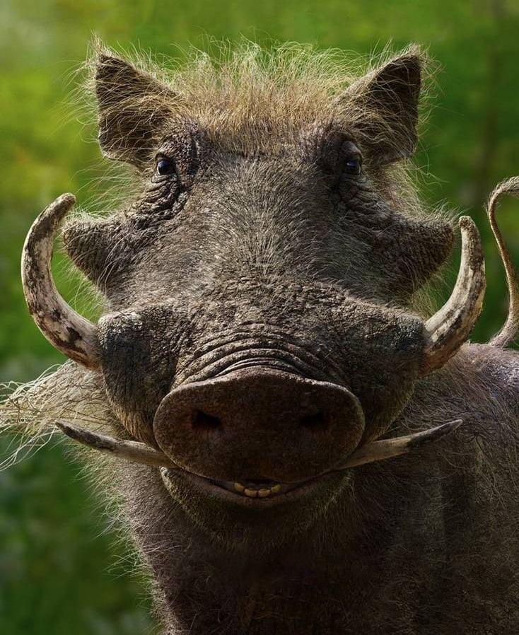 Pumbaa (The Lion King)