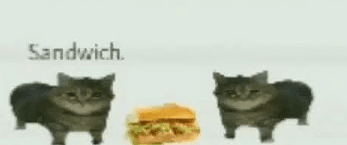 Sandwich (cat)